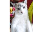 Adopt Hunter a Siamese, Domestic Short Hair
