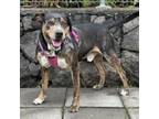 Adopt Tiberius a Catahoula Leopard Dog, Pit Bull Terrier