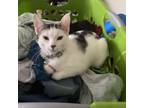 Adopt Casey a Domestic Short Hair