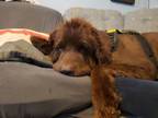 Adopt Kevlar a Newfoundland Dog