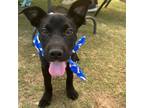 Adopt Wonka a Black Labrador Retriever