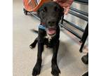 Adopt Wolf a Black Labrador Retriever