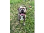 Adopt Jess a Pit Bull Terrier