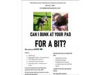 Adopt Hope - Courtesy Post a Labrador Retriever, Pit Bull Terrier