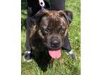 Adopt Pretty a Pug, Pit Bull Terrier
