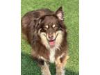 Adopt Millie 1 a Australian Shepherd