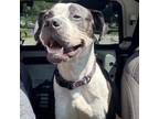 Adopt Flower a Pit Bull Terrier