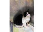 Adopt Truffles a Domestic Long Hair