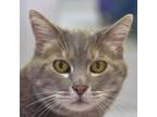 Adopt Lilly a Domestic Short Hair