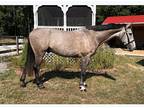 BigEq Derby Prospect