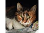 Adopt Chloe-Foster a Domestic Short Hair