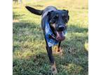 Adopt Chikorita a Mixed Breed