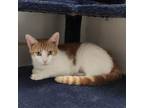 Adopt Sarah a Domestic Short Hair