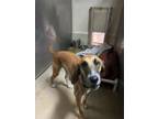 Adopt LoLo a Hound, Mixed Breed