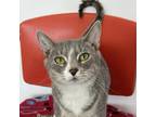 Adopt Krystal a Domestic Short Hair