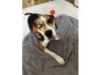 Adopt TORI a Beagle