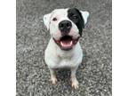 Adopt Firefly a Pit Bull Terrier