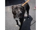 Adopt Sweet Tart a Pit Bull Terrier