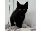 Adopt Tulip a Domestic Short Hair