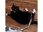 Adopt Lil Bit a Domestic Medium Hair