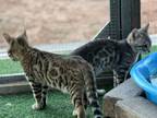 Purebred Bengal