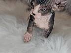 Sphynx Hairless Kittens