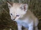 NH Siamese