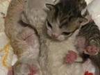 Devon Rex Kittens
