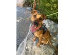 Adopt Indy a German Shepherd Dog, American Staffordshire Terrier