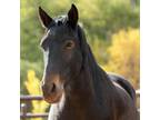 Adopt Lexi a Quarterhorse