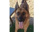 Adopt Shimu a German Shepherd Dog, Mixed Breed