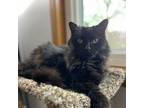 Adopt Silica a Domestic Long Hair, Domestic Short Hair