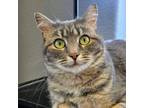 Adopt Sassafras a Domestic Short Hair