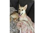 Adopt Wolfie a Husky, Shepherd