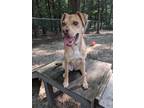 Adopt Finley a Labrador Retriever