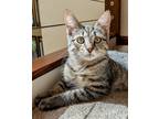 Adopt DUSK - Friendly Male Kitten a Domestic Short Hair, Tabby