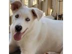Adopt Sandy TW* a Husky, Mixed Breed
