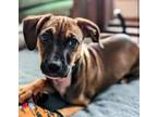 Adopt Farrah a Black Mouth Cur, Mixed Breed
