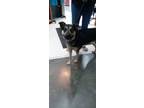 Adopt Bella a Shepherd