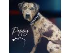 Adopt Poppy a Catahoula Leopard Dog