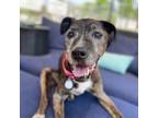 Adopt Sasha Sugar Cookie a Black Labrador Retriever