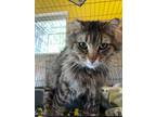 Adopt London a Domestic Long Hair, Maine Coon