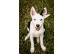 Adopt ThanK you, aIMee a Border Collie, Shepherd