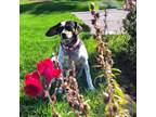 Adopt Pippin a Australian Cattle Dog / Blue Heeler, Rat Terrier
