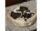 Adopt Sardine a Australian Cattle Dog / Blue Heeler