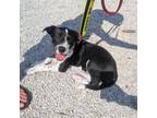 Adopt Barracuda a Australian Cattle Dog / Blue Heeler