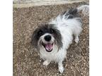 Adopt Blanche a Shih Tzu