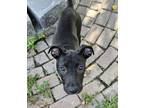 Adopt Lottie a American Staffordshire Terrier