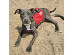 Adopt Violet a American Staffordshire Terrier