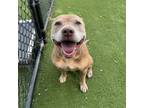 Adopt Nyla a Terrier, Mixed Breed